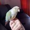 Perrybird