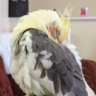 Sunni Tiel