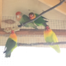 Gigibirds