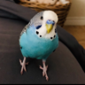 bijoux