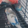 Twili