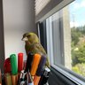 BirdiLover