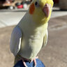 daisygar