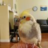 Rikoriko