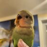 lovin birb