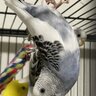 Animals72