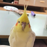 alan