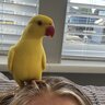 LouSP
