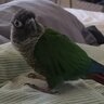 kadeconure