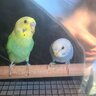 parrotluvr