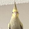 beetlebird