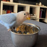 Adhdeedee