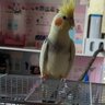 Limy
