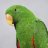 Ziggy's Parrot Place