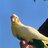 LovParrot