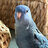 blueberryb